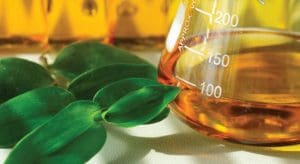 Potensi Bahan Baku Jati Putih (Gmelina arborea) Dalam Pembuatan Biodiesel dan Bio-oil
