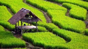 Pupuk nano untuk masa depan