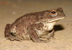 Kodok (Bufo bufo), Salah satu Hewan Super Yang Mampu Memprediksi Gempa Bumi Dan Aktivitas Seismik