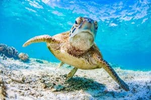 Pemanasan Global Berdampak Serius Terhadap Populasi Penyu di Great Barrier Reef Australia