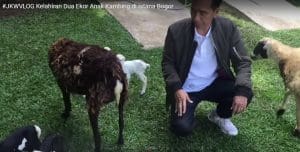 Hewan Peliharaan Pak Jokowi – Kambing atau Domba?