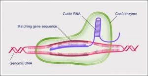 Teknologi Crispr-Cas9 Tahlukkan Segala Penyakit Genetik Juga Virus HIV