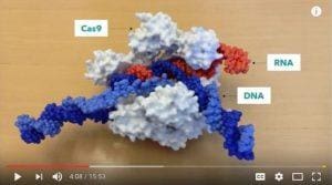 Mengedit Manusia dan Penyakit Dengan CRISPR