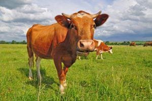 Impor Daging Kerbau 100.000 Ton dari India Untuk Mengantisipasi Kenaikan Harga Daging di Bulan Ramadhan dan Idul Fitri