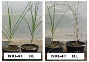 Sugarcane molecular breeding : Tetap Manis dalam Terik