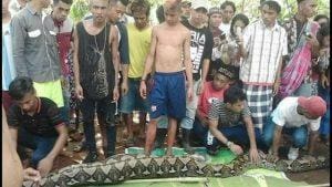 Seorang Perempuan Sulawesi Selatan Ditelan Secara Utuh Oleh Python: Bagaimana Cara Menghindarinya?
