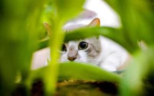 Peneliti Menemukan Hubungan yang Aneh antara Kucing dan Perilaku Wirausaha