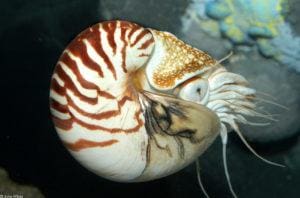 Nautilus Pompilius: Mengenal Perenang Bercangkang