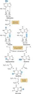 Purin – Faktor Utama Penderita Hiperurisemia