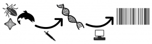 DNA Barcoding Inovasi Penelitian Taksonomi