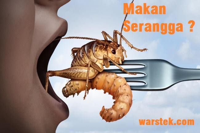 Makan Serangga