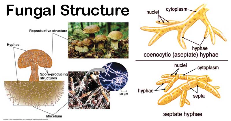 Struktur fungi