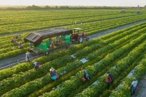 Penerapan Nanoteknologi Pertanian di Indonesia
