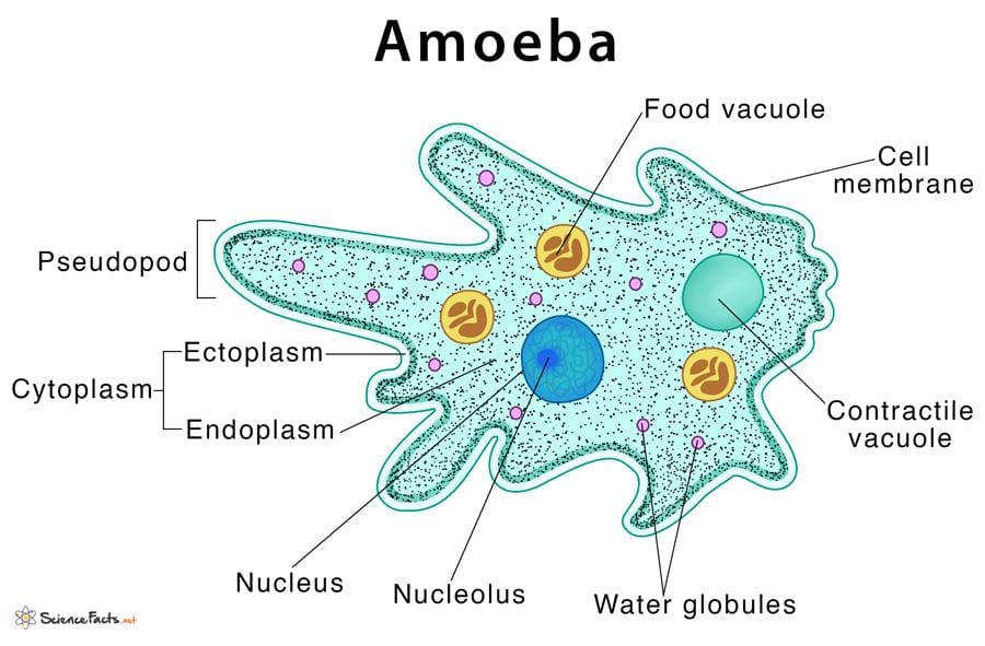 Amoeba