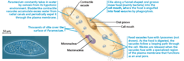 ciliata