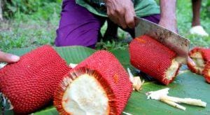 Papuan Red Fruit, Si Merah Jangkung Kaya Manfaat dari Bumi Cendrawasih