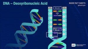 Penyuntingan struktur genetika secara presisi dengan CRISPR-Cas9