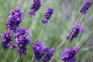 Aroma Terapi redakan Stres dan Nyeri