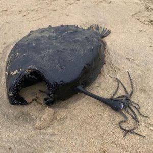 Fenomena yang Sangat Jarang Terjadi, Ikan Laut Dalam (Ikan Iblis) Terdampar di Permukaan Pantai
