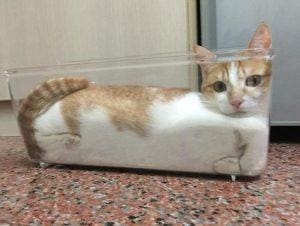 Mengapa Kucing Dapat Menempati Berbagai Wadah Seperti Benda Cair?