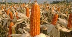 Inilah! Tips Budidaya Tanaman Jagung Agar Panen Melimpah