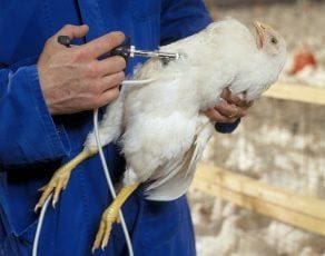 3 Cara Vaksinasi Ayam Potong Broiler - Chickin Indonesia