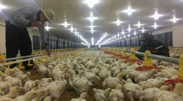 Canggih, cara mengelola kandang ayam sistem closed house dikampus II Polbangtan Gowa - Makassar Terkini