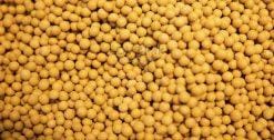 Kacang Kedelai gambar unduh gratis_ Foto 501120851_Format gambar JPG_lovepik.com