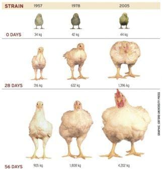 http://mitravet.com/wp-content/uploads/2019/09/chicken-growth-progression-oxford-university-press.jpg