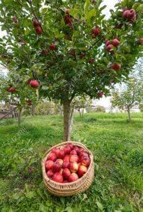 Garden of Europe Campaign Highlights EU Food Safety and Environmental Standards in Indonesia