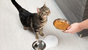 Hasil Riset – Kucing adalah Hewan yang Paling Malas Cari Makanan