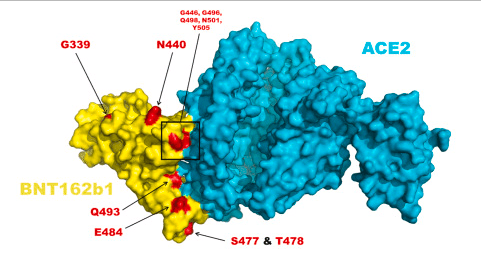 Ilustrasi gambar yang menunjukkan distribusi residu asam amino yang bermutasi dalam varian Omicron antara S-RBD yang dikodekan oleh BNT162b1 dan ACE2.  Sumber: (Kannan et al., 2022)