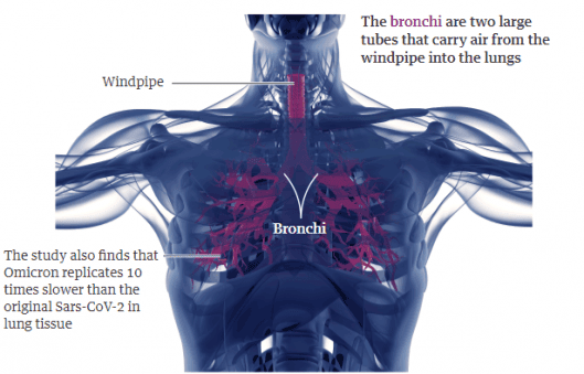 Ilustrasi replikasi Omicron dalam bronkiolus  Sumber: Guardian Graphic