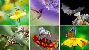 Beneficial Insects