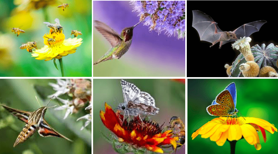 Beneficial Insects