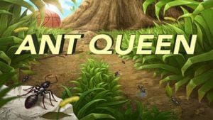Ant queen