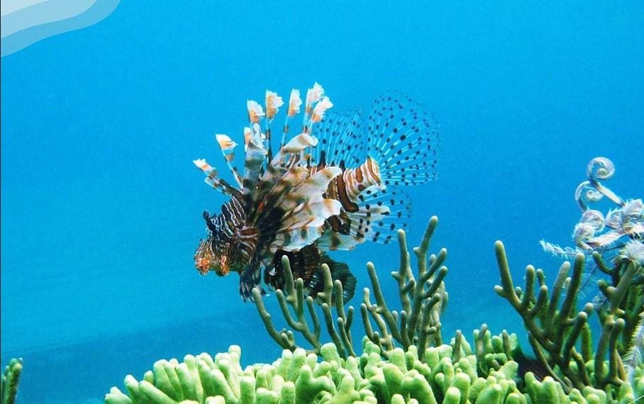 Ikan singa