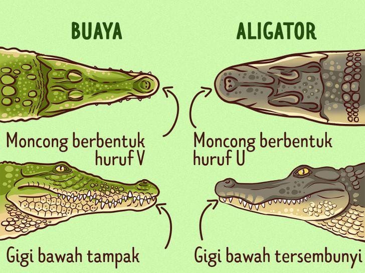 Inilah Perbedaan antara Buaya dan Aligator