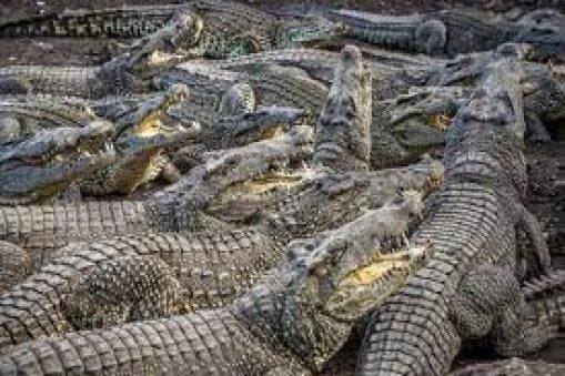 A picture containing reptile, crocodilian reptile, outdoor

Description automatically generated