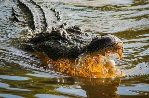 Nahas! Sedang Wudu di Sungai, Seorang Warga Digigit Buaya