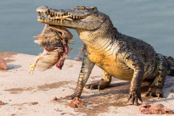 Dijuluki Karnivora Oportunis, Buaya Tidak Pilih-Pilih Mangsa Sebagai Makanan