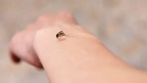 Nyamuk sedang Menggigit