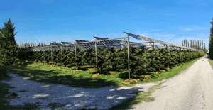 Perpaduan Pertanian Dengan PLTS Dengan Teknik Agrivoltaik