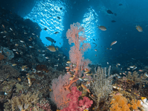 Kawasan Coral Triangle: Surga Terumbu Karang Asia