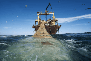 Illegal Fishing: Perampasan Kekayaan Laut dan Ancaman bagi Keberlanjutan Perikanan
