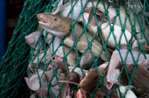 Overfishing: Ketika Nafsu Menjalar ke Laut