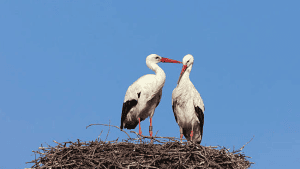 Mengenal Hewan-Hewan yang Berhabitat di Vegetasi Mangrove