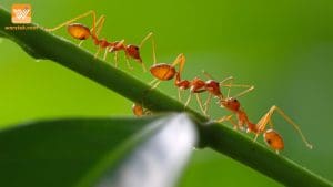 Ternyata Inilah Alasannya Kenapa Semut Terlihat Seperti Bersalaman Saat Berpapasan Satu Sama Lain