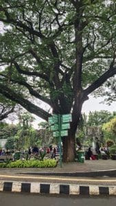 Pohon di tempat wisata