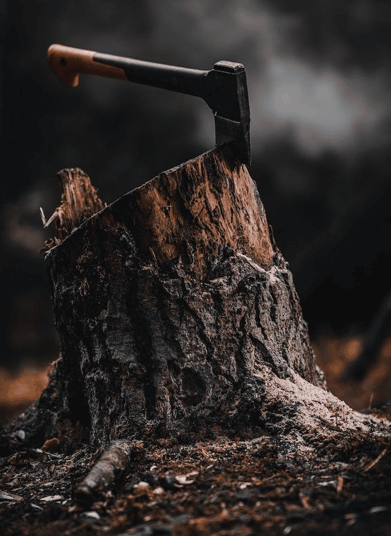 deforestasi